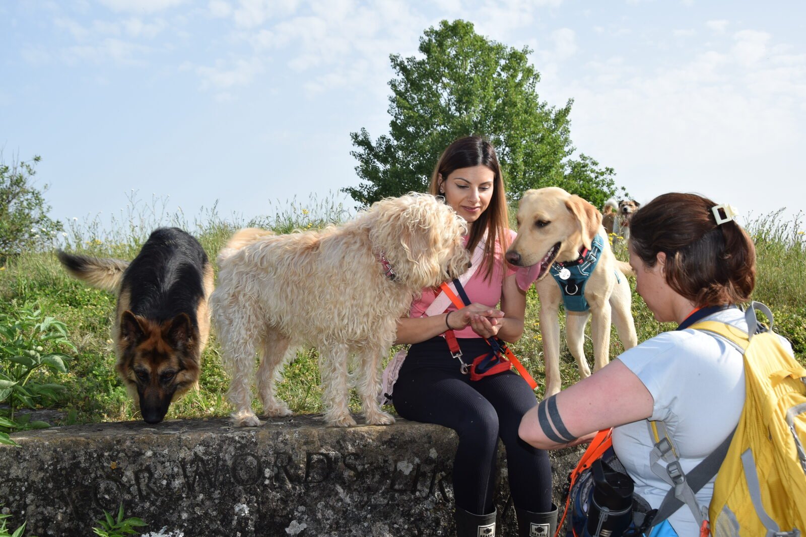 Dog recall training outdoors