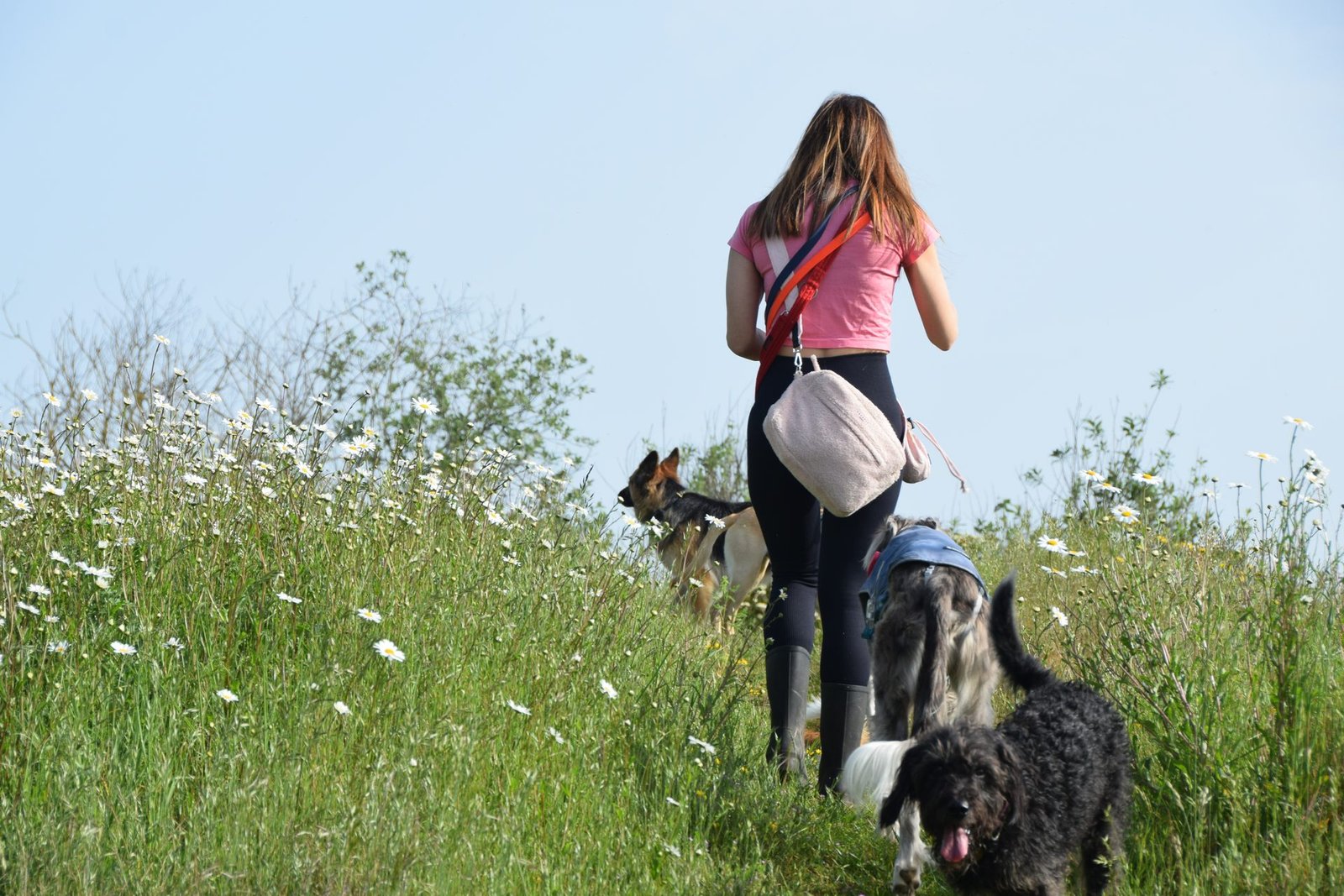 Person walking dog on woodland path