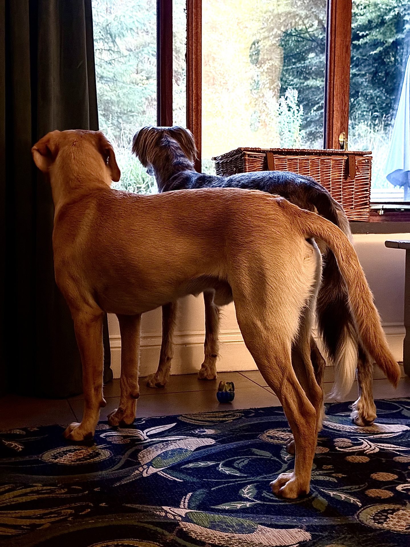 Dog resting at home