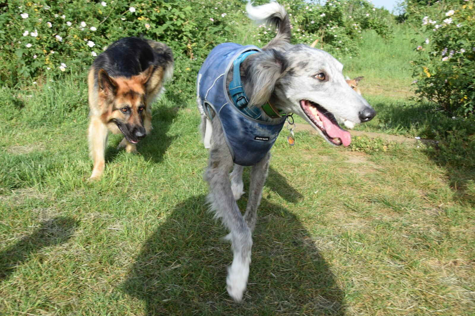 Two dogs in a field