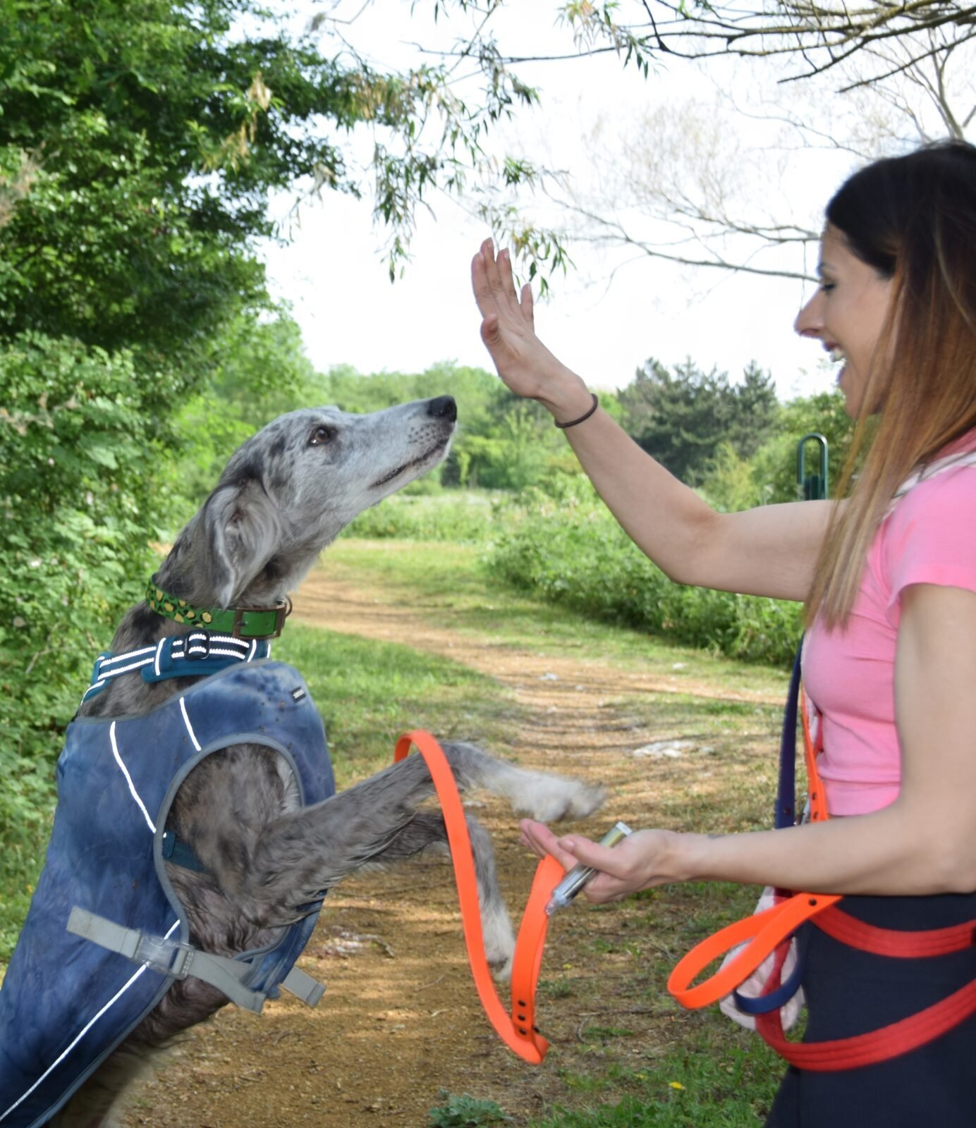 Dog training session